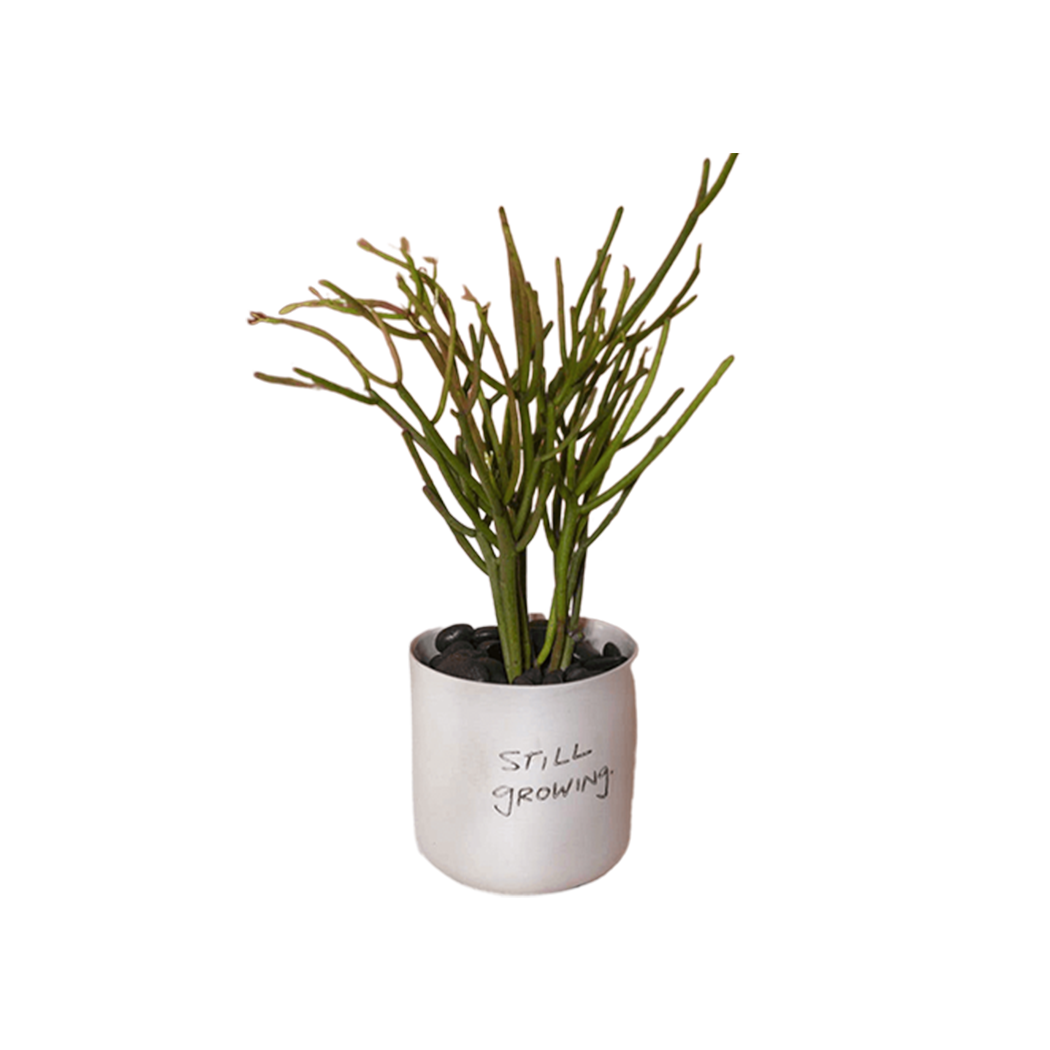 Honesty Pot White