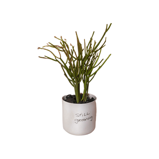 Honesty Pot White